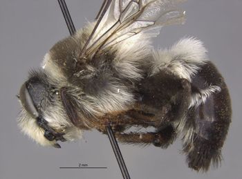 Media type: image;   Entomology 15667 Aspect: habitus lateral view